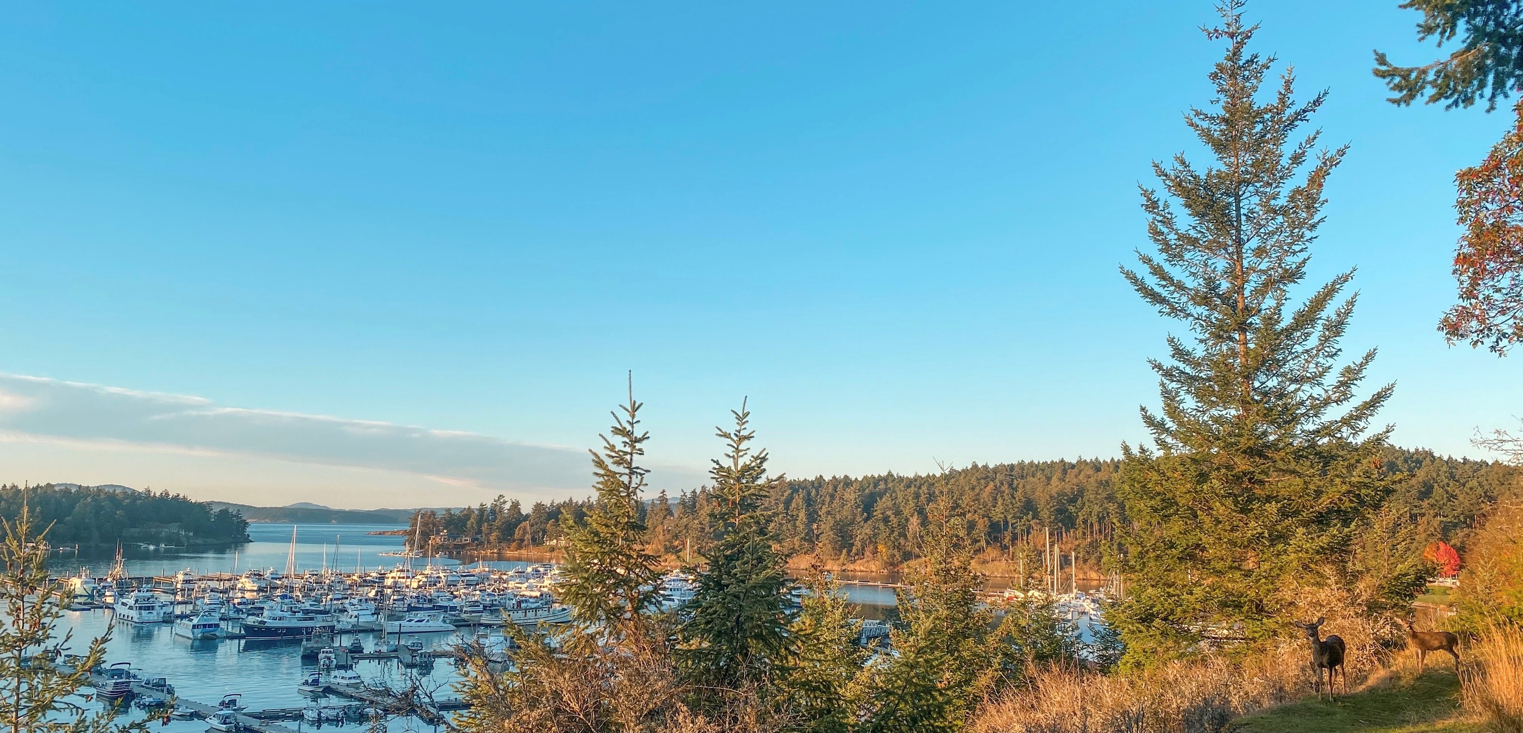 Covid 19 Roche Harbor Marine Services Friday Harbor Washington